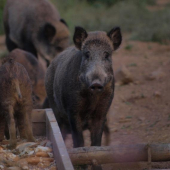 divočáci na krmení