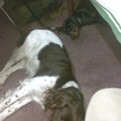 Tomík a Questrt při odpočinku po dobře vykonané práci