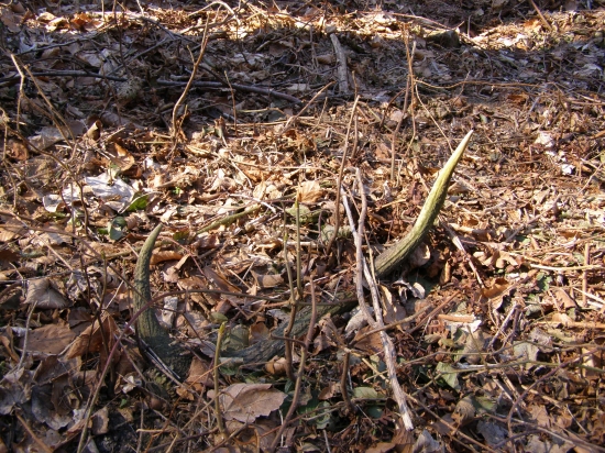 ten si pekne poležal.. :)