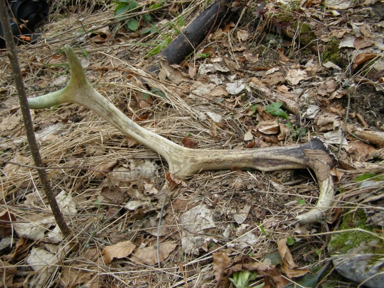 ležiak svetlý... :))