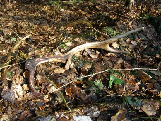 vlaňajší osmák..