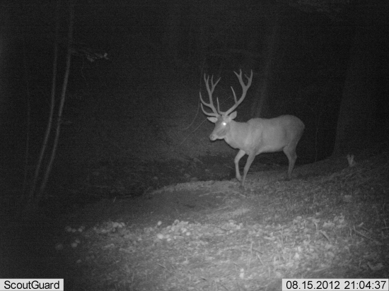 jeleň z minulého roku