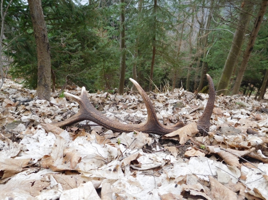 V javorovom liste maskovaný.. :)