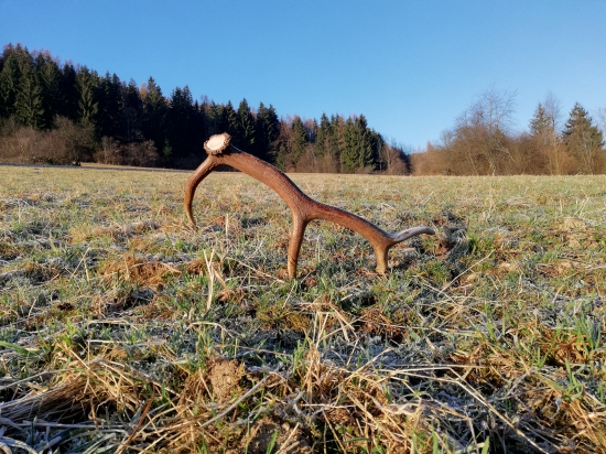 Potešenie lúčne..