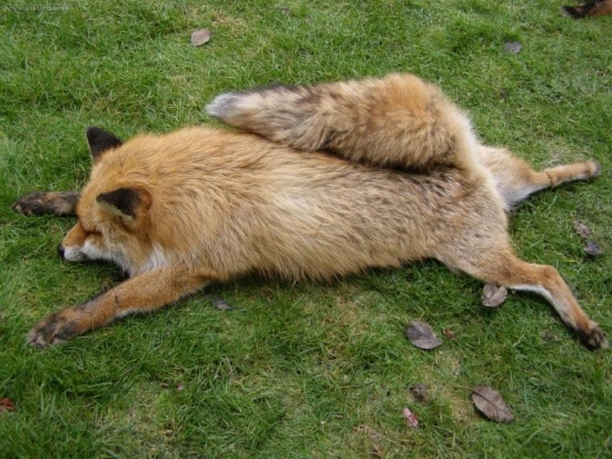 lišiak z prvej noci..