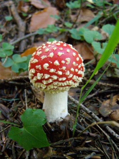 muchotrávka červená..