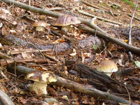 poteší oko každého hubára.. :)