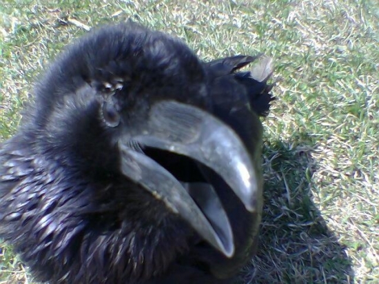 moj krkavec........už odletel