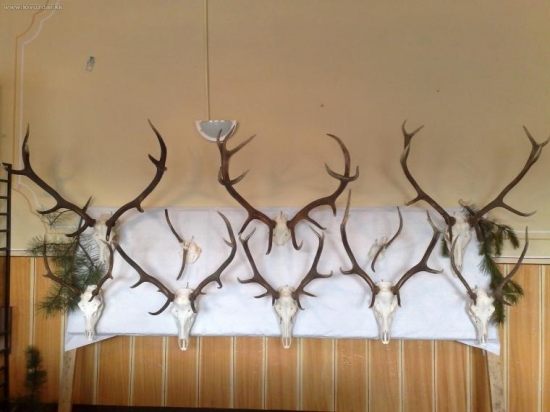 Za jeden rok.........+zrazené s autom alebo uhynuté kusy