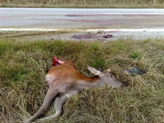 nehoda.................