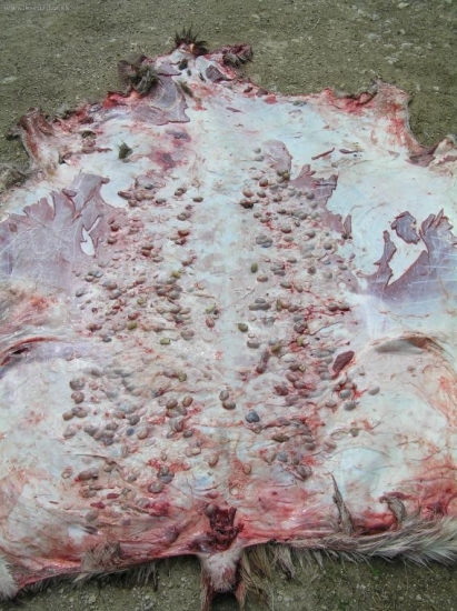 podkožná strečkovitost