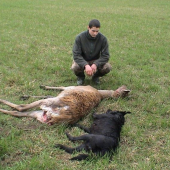 Túlavý pes v revíri