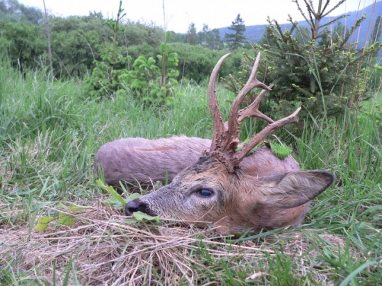 Životní srnec, toto mi dopřala Diana