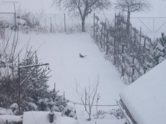 Krutá zima-bažant v záhrade