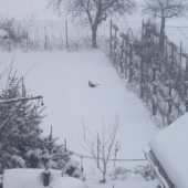 Krutá zima-bažant v záhrade