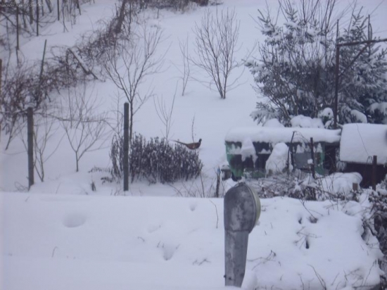 Ešte raz - bažant v záhrade