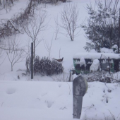 Ešte raz - bažant v záhrade