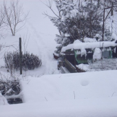 Ešte raz - bažant v záhrade