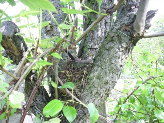 drozd cierny, hniezdo na hruske