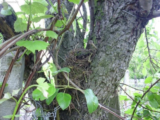 drozd cierny o 2 dni