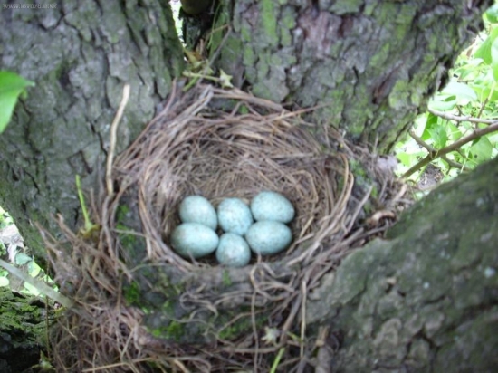 drozd cierny o 2 dni