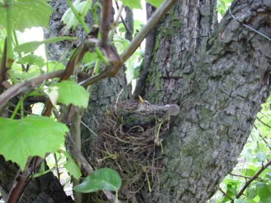 drozd cierny o 2 dni