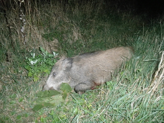 začala jelenia ruja