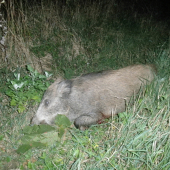 začala jelenia ruja