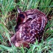 Bambi