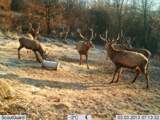 Príliš veľa paroháčov