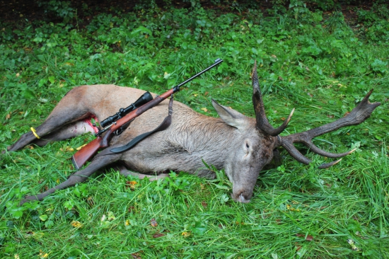 Rarita z jelenej ruje