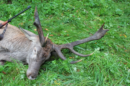 Tak ešte raz detail jelenej rarity z ID 301032