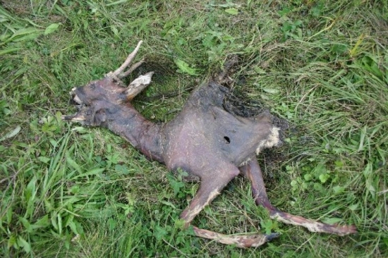 nezodpovedný strelec