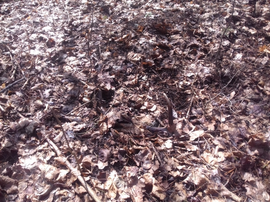 Starsi ale potesi tiez