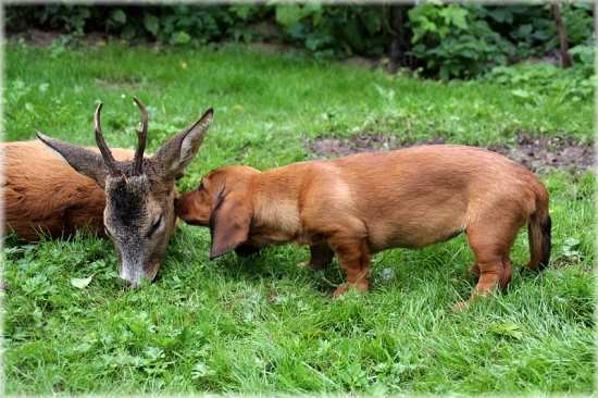 AJD -Jully spod striebornej