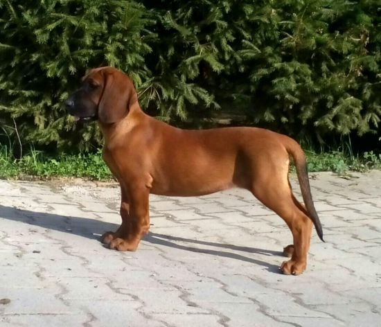 Alfa karpatsky poklad