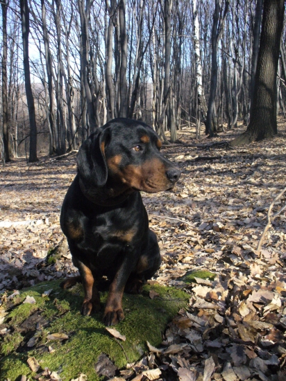 Pusť ma tam su diviaky