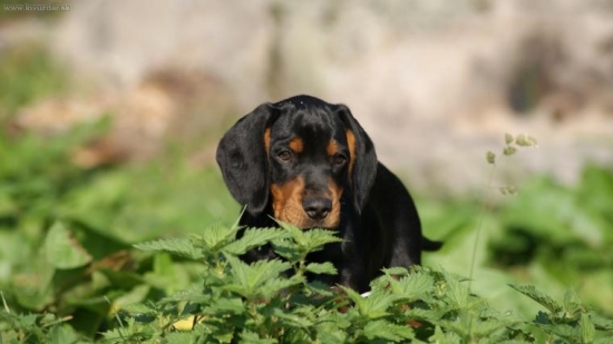 Don (Dak) Biela studňa