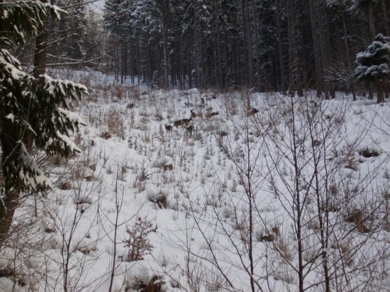 Jelenice