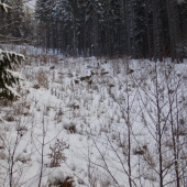 Jelenice