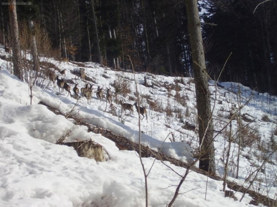 Jelenice