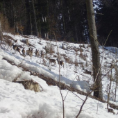 Jelenice
