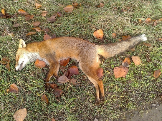 lišiak zo spoločnej poľovačky