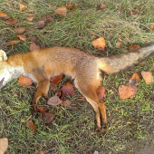 lišiak zo spoločnej poľovačky