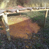 trošku kukurice