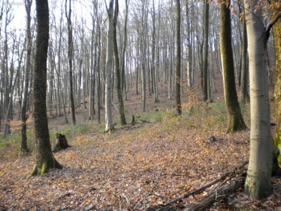 Januar 2010 v okr. Mi 12 stupňov celzia.