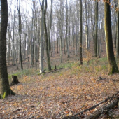 Januar 2010 v okr. Mi 12 stupňov celzia.