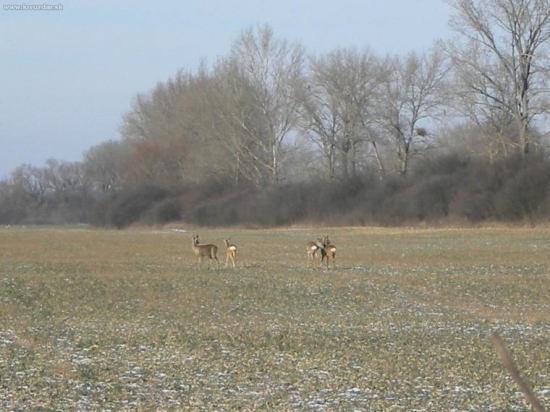 Srnčia zver