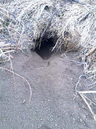 jazvečia nora, čerstva...