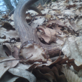 slimaky uz maju hostinu